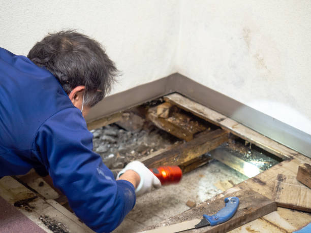 Attic Mold Removal in Junction City, KS