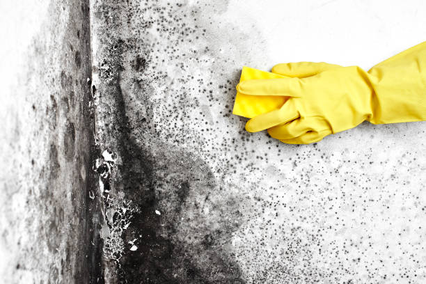Professional Mold Removal in Junction City, KS