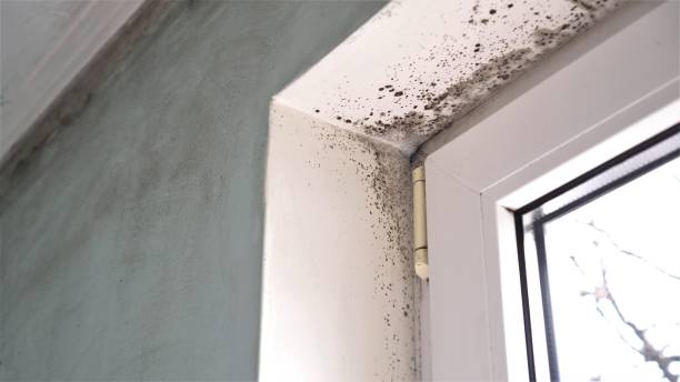 Junction City, KS Mold Removal Company