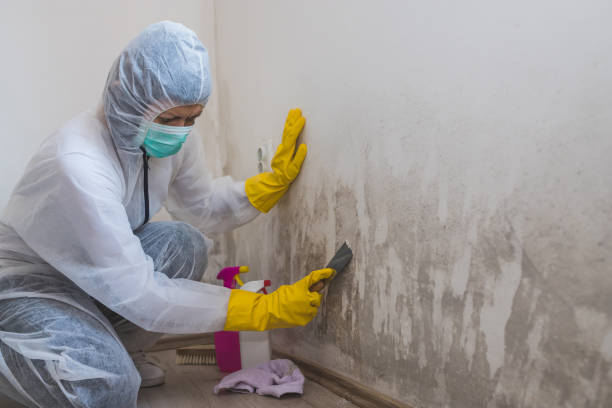 Best Mold Removal Company Near Me  in Junction City, KS