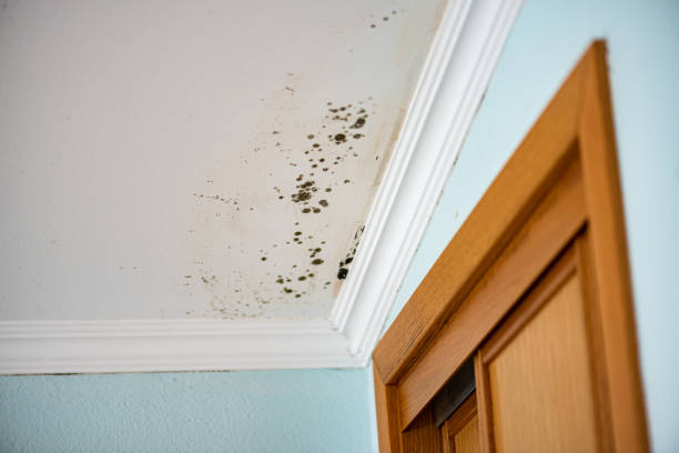 Best Home Mold Removal  in Junction City, KS