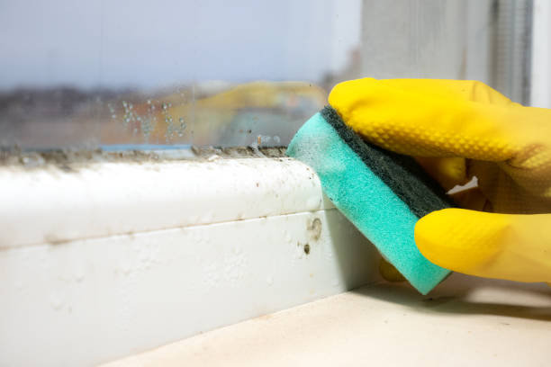 Best Commercial Mold Removal  in Junction City, KS