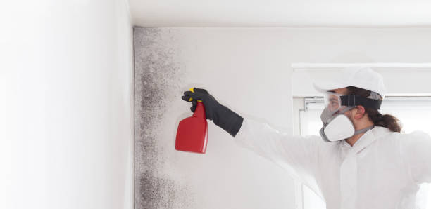 Best Black Mold Removal  in Junction City, KS