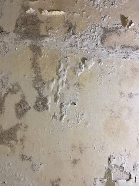 Best Professional Mold Removal  in Junction City, KS