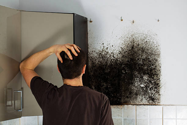 Best Attic Mold Removal  in Junction City, KS
