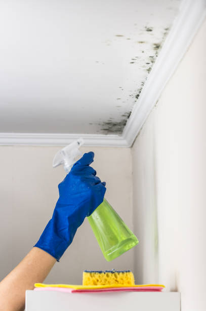 Best Mold Cleaning Services  in Junction City, KS