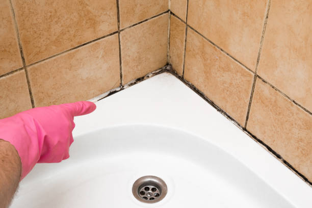 Best Affordable Mold Removal  in Junction City, KS